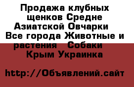 Продажа клубных щенков Средне Азиатской Овчарки - Все города Животные и растения » Собаки   . Крым,Украинка